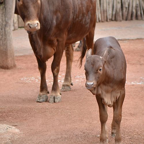 ankole-watusi-african-sanga-cows-the-drews-photography / © DrewCreate
