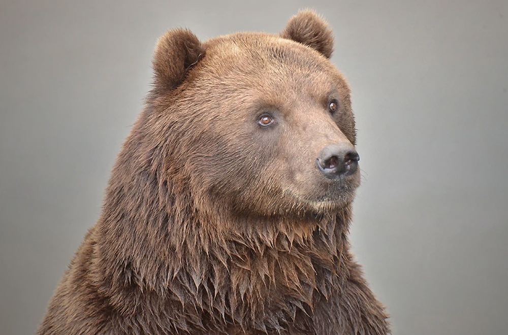 bear-portrait-the-drews-photography / © DrewCreate