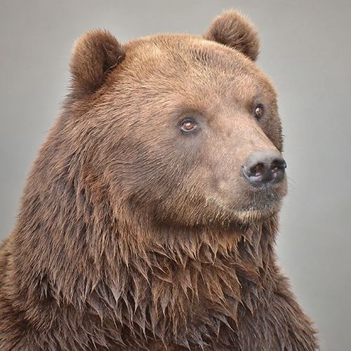 bear-portrait-the-drews-photography / © DrewCreate