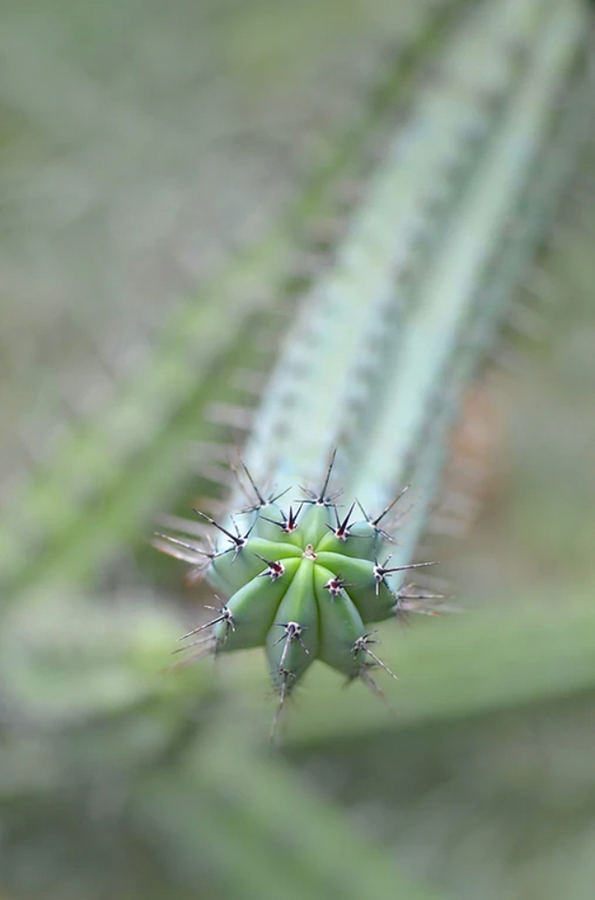 cactus-closeup-the-drews-photography / © DrewCreate