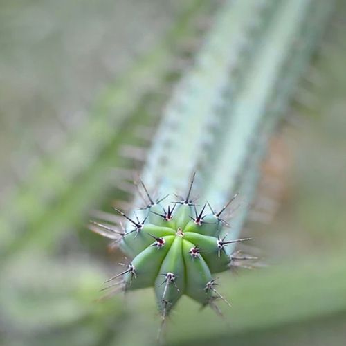cactus-closeup-the-drews-photography-DrewCreate