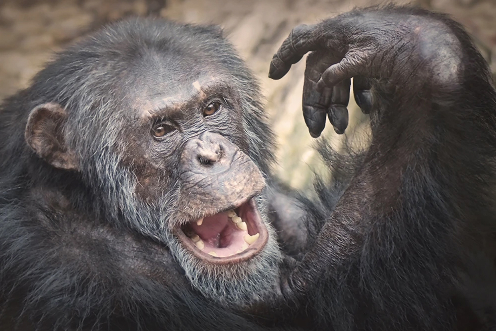 chimpanzee-portrait-the-drews-photography / © DrewCreate