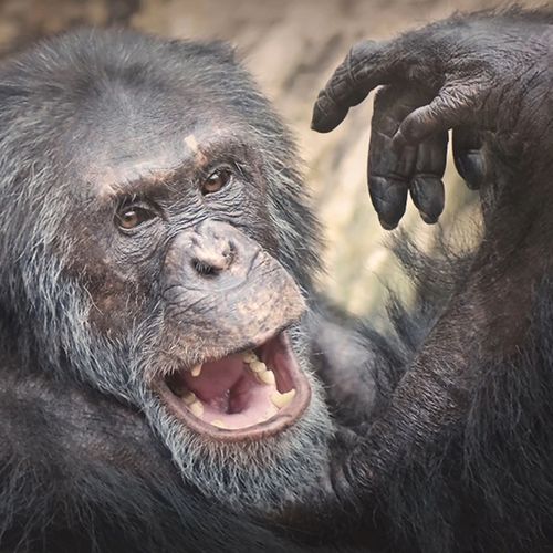 chimpanzee-portrait-the-drews-photography-DrewCreate