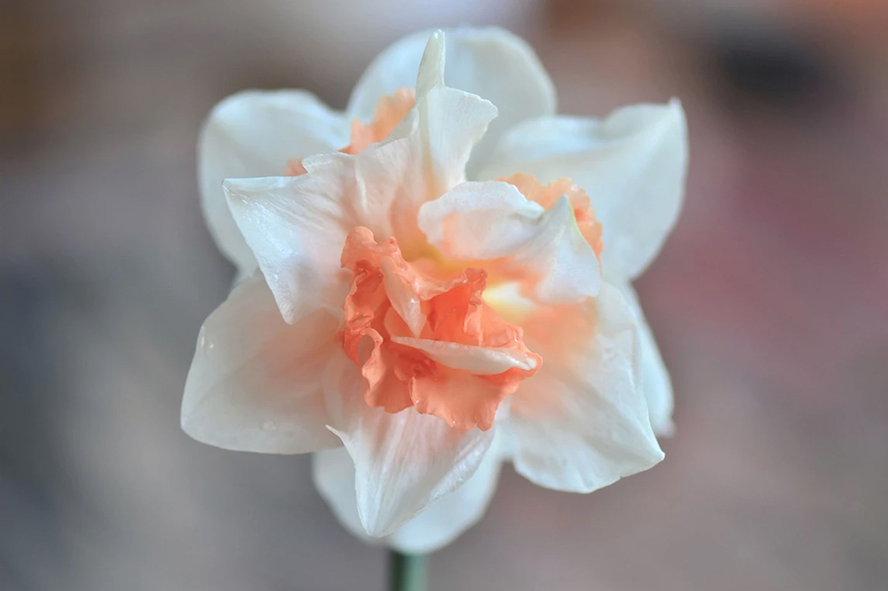 double-daffodil-the-drews-photography / © DrewCreate