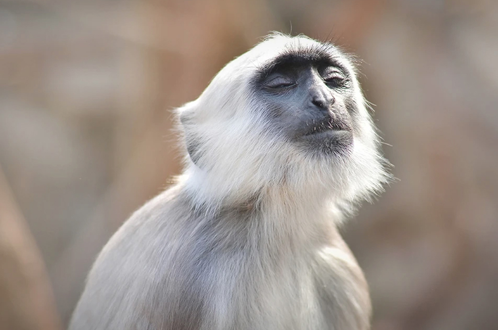 gray-langur-monkey-portrait-the-drews-photography / © DrewCreate