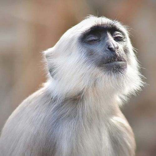 gray-langur-monkey-portrait-the-drews-photography-DrewCreate