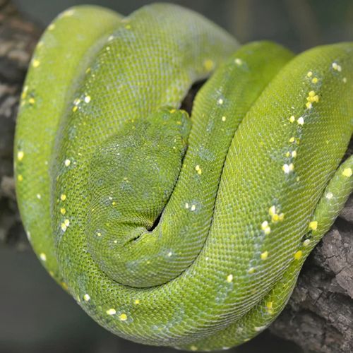 green-tree-python-snake-the-drews-photography-DrewCreate