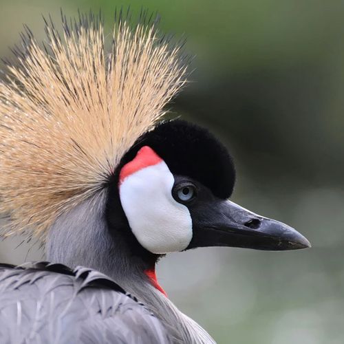 grey-crowned-crane-portrait-the-drews-photography-DrewCreate