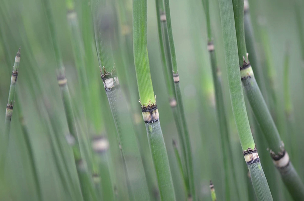 japanese-horsetail-reed-equisetum-the-drews-photography / © DrewCreate