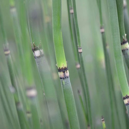 japanese-horsetail-reed-equisetum-the-drews-photography-DrewCreate