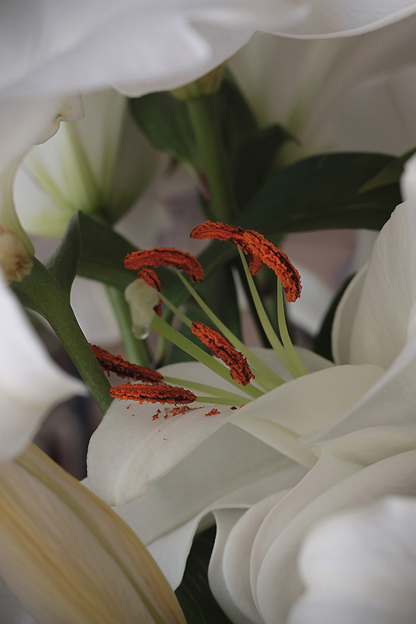 lilly-flower-botanical-the-drews-photography / © DrewCreate