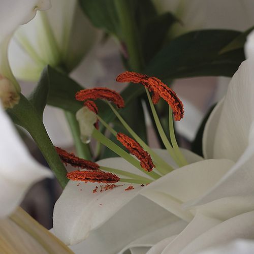 lilly-flower-botanical-the-drews-photography / © DrewCreate