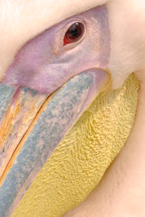 pink-pelican-portrait-the-drews-photography / © DrewCreate