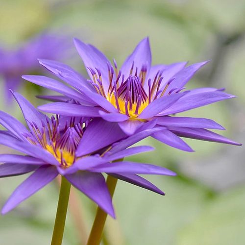 purple-lotus-flowers-the-drews-photography / © DrewCreate