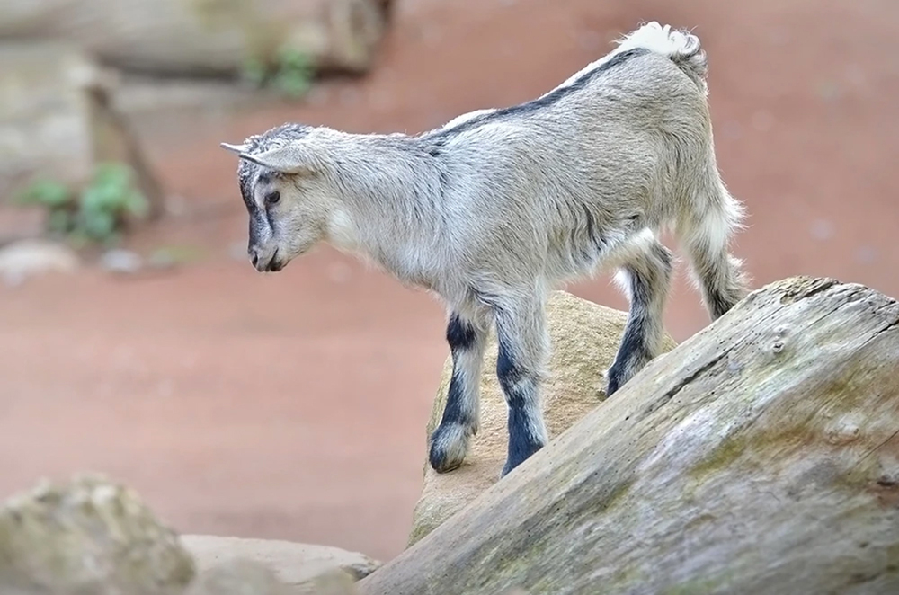 pygmy-goat-the-drews-photography / © DrewCreate