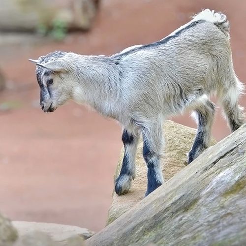 pygmy-goat-the-drews-photography-DrewCreate