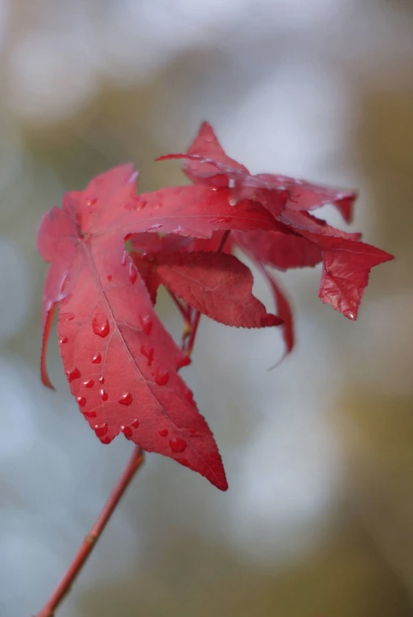 red-japanese-maple-tree-leaves-the-drews-photography / © DrewCreate