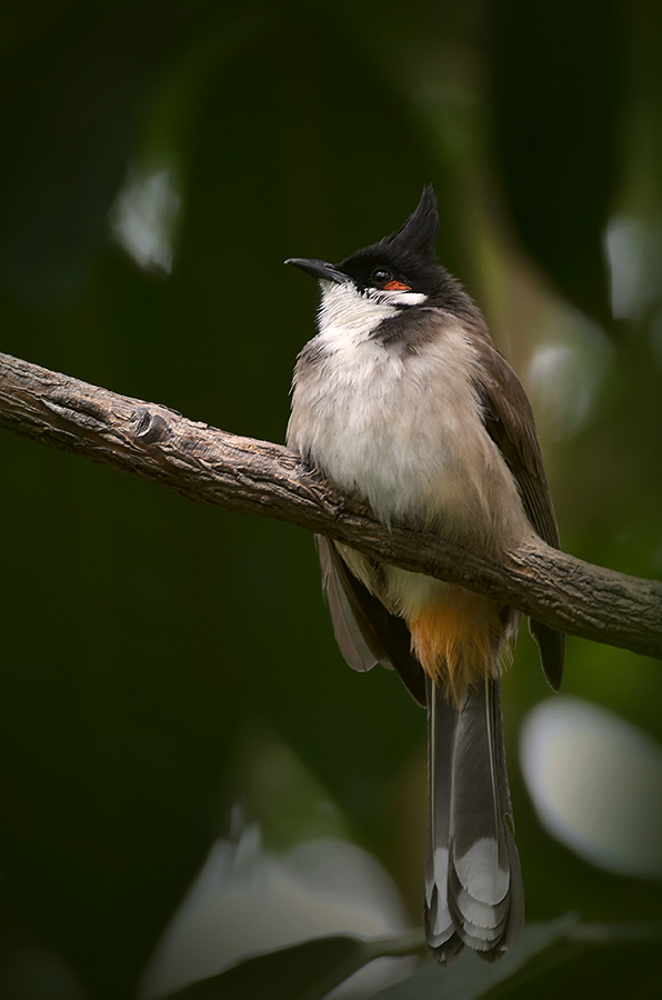 red-whiskered-bulbul-on-branch-thedrews-photography / © DrewCreate