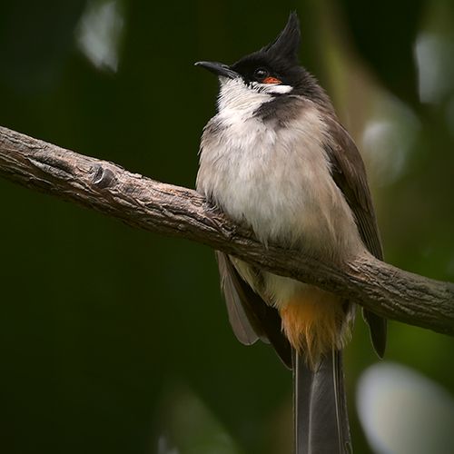 red-whiskered-bulbul-on-branch-thedrews-photography / © DrewCreate