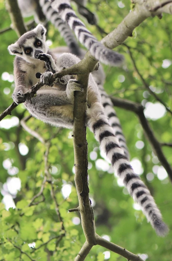 ringtailed-lemur-looking-in-tree-the-drews-photography / © DrewCreate