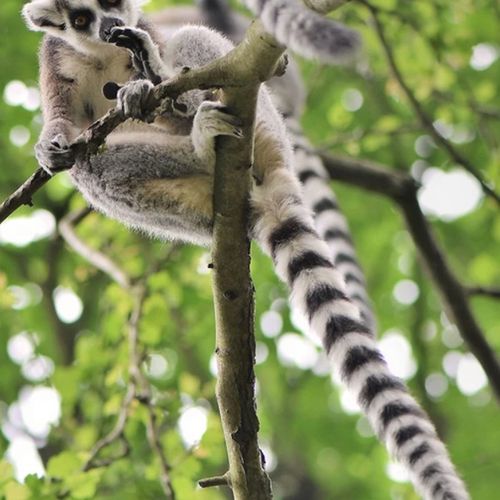 ringtailed-lemur-looking-from-tree-the-drews-photography-DrewCreate