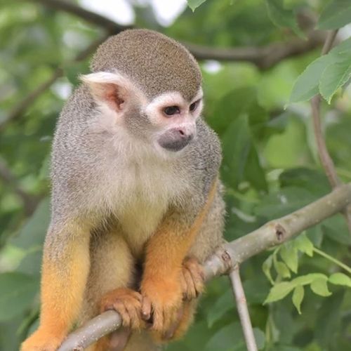 squirrel-monkey-in-tree-the-drews-photography / © DrewCreate
