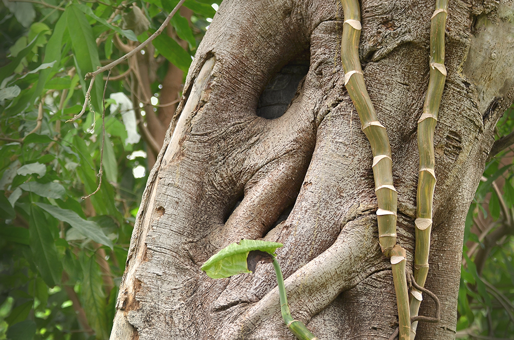 tropical-tree-trunk-with-vines-the-drews-photography / © DrewCreate